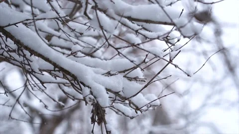 Close up of snow covered tree branches during a cold winter day Stock Footage 341958436