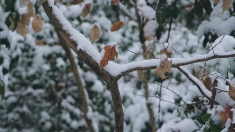 Close-Up snow covered tree branches during a light winter snowfall Stock Footage 342229505