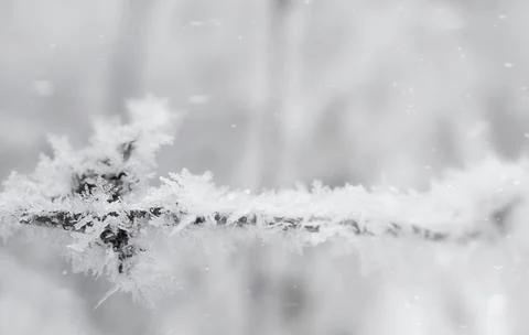 Close up snow covered tree branches. macro frost on tree Stock Photos