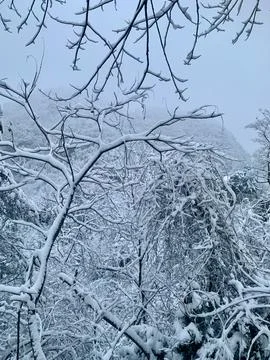 Close Up of Snow Covered Tree Branches in Misty Winter Forest Stock Photos