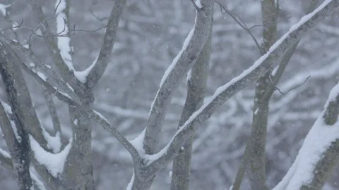 Close up of snow covered tree with light snow falling in slow motion. Stock Footage 86571046