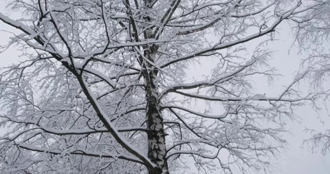 Close-up of a snow-covered tree, showcasing intricate branches heavily laden Vidéo 252942749