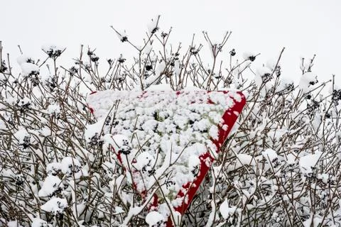 Close up of snow-covered triangular road sign partially hidden in a tree. Stock Photos