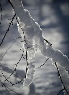 Close up of snow covered twig Stock Photos