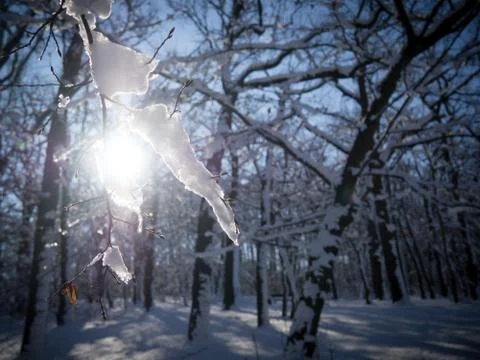 Close up of snow covered twig Stock Photos