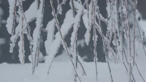 Close up of snow-covered twigs of a willow tree with light snow falling  Vídeos de archivo 168134351