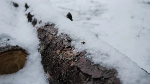 Close up of snow on cut branch tree winter cold nature outdoor wood christmas Stock-Footage 156198269