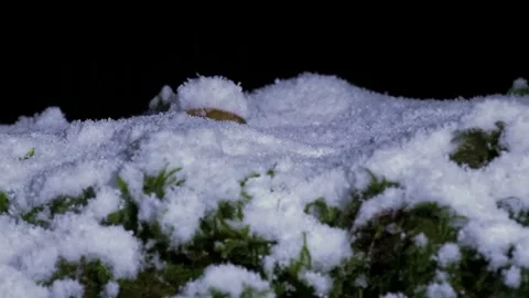 Close-up of Snow on Evergreen Stock Footage 326104902