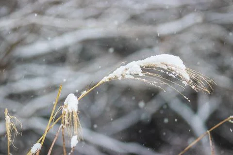 Close up  of snow fall on reed grass on white blurred background. Stock Photos