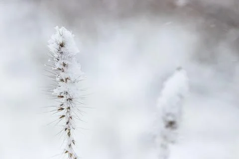 Close up  of snow fall on reed grass on white blurred background. Stock Photos