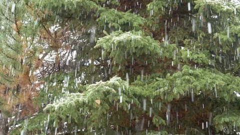 Close up-Snow falling against pine tree backdrop Stock Footage 99377716