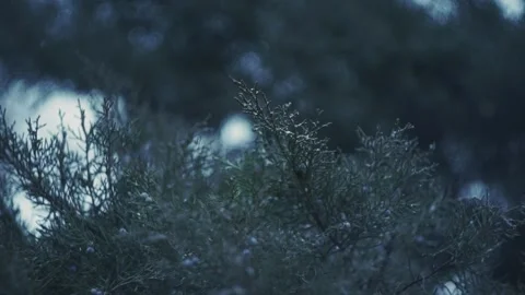 Close up of snow falling around a tree in the woods 動画素材 325003294