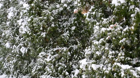Close-up - Snow falling on green thuja trees background Stock Footage 45013960