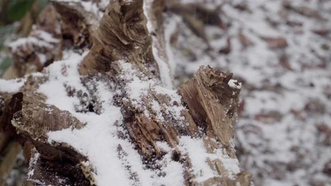 Close-Up of Snow Falling on Log in Forest. Stock Footage 292721968