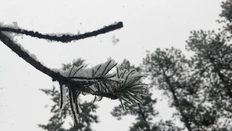 Close up of Snow Falling on Pine Bough Video stock 123449295