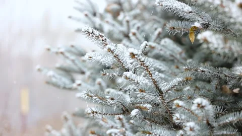 Close-up of snow falling on pine branches in winter 库存影片 343624502