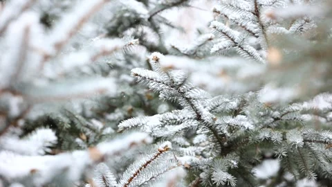 Close-up of snow falling on pine branches in winter Видео 343624504