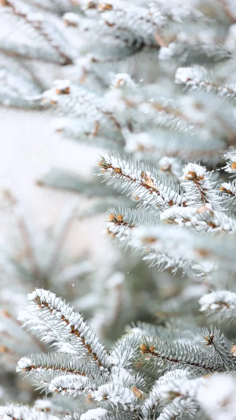 Close-up of snow falling on pine branches in winter 库存影片 343624506