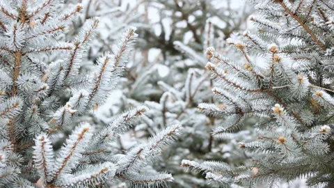 Close-up of snow falling on pine branches in winter Video stock 343624653