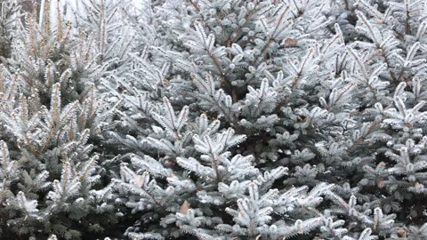 Close-up of snow falling on pine branches in winter Video stock 343624751