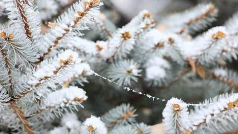 Close-up of snow falling on pine branches in winter Видео 343625577