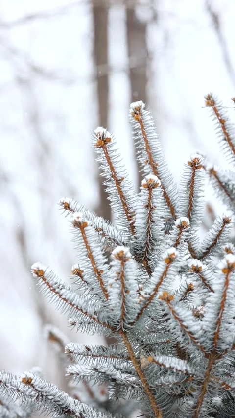 Close-up of snow falling on pine branches in winter 库存影片 343625830
