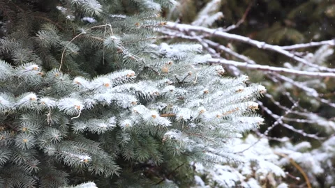 Close-up of snow falling on pine branches in winter Video stock 343626190