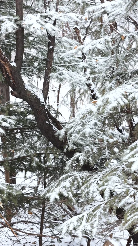 Close-up of snow falling on pine branches in winter 库存影片 343627003