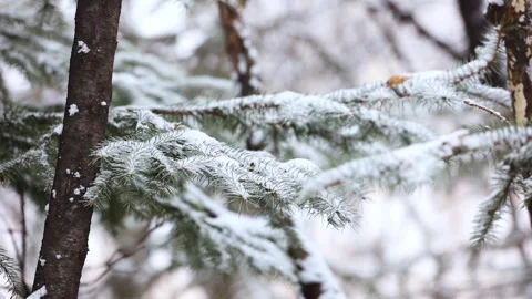 Close-up of snow falling on pine branches in winter Видео 343627209