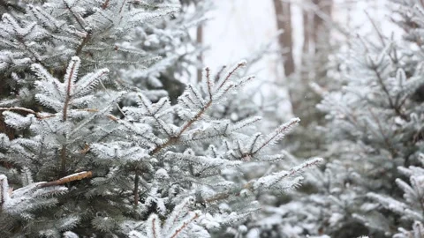 Close-up of snow falling on pine branches in winter Stock-Footage 343627442