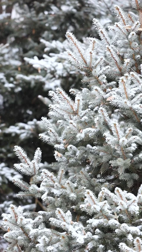 Close-up of snow falling on pine branches in winter 库存影片 343627451