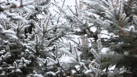 Close-up of snow falling on pine branches in winter Видео 343627528