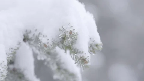 Close up of snow falling on pine tree in slow motion Stock Footage 83962686
