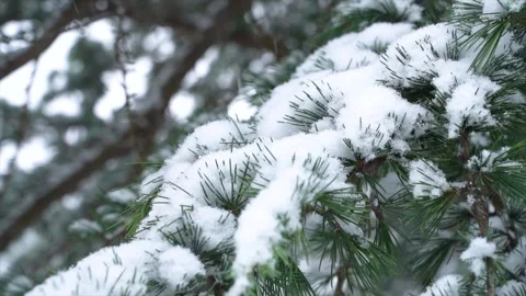 Close up of snow falling on pine tree branches in winter forest Stock Footage 341958285