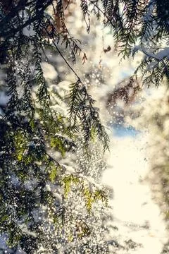 Close up snow falling from pine tree branches concept photo Stock Photos