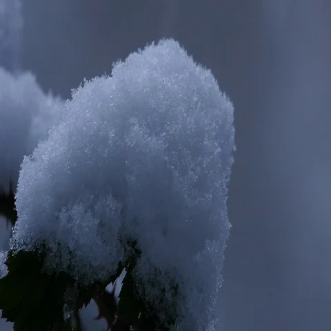Close up of snow falling on a single Blackberry leaf Vídeos de archivo 69339129