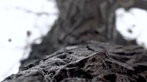 Close up of snow falling on textured tree bark in a winter forest Video stock 347038586