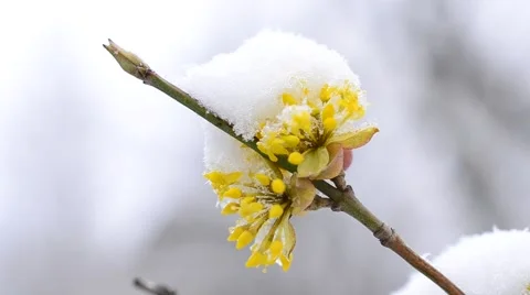 Close-up of snow falling on yellow Cornelian cherry flower Stock Footage 50491174
