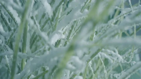 Close up of snow flakes falling on green grass in slow motion Stock Footage 149185148