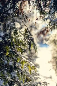 Close up snow flakes falling from spruce branches concept photo Stock Photos
