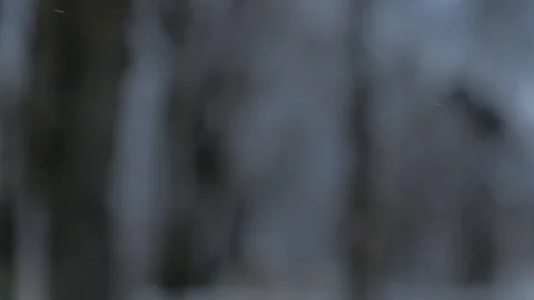Close-up of snow flakes flying into camera with blurred trees in background Stock Footage 101472899