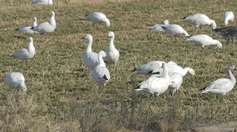 Close on Snow Geese through Grass Stock Footage 59575522