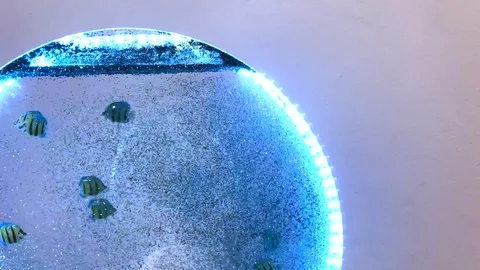 Close-up of snow globe with fish Video stock 120422609