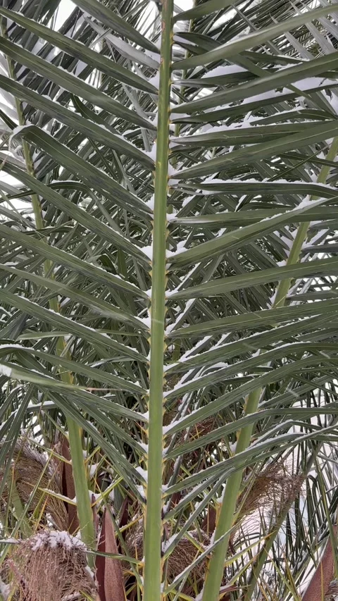 Close-up of Snow on Green Palm Tree Leaves Stock Footage 325843822