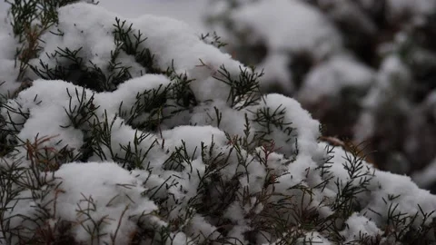 Close up on snow laden branches of an evergreen conifer Video stock 150477776