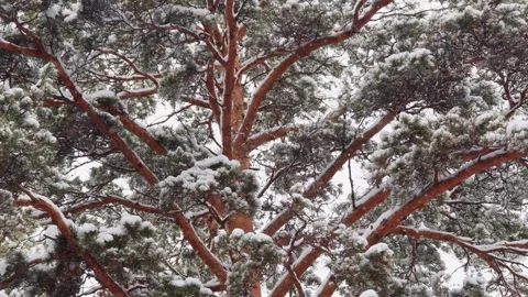 Close-up of a snow-laden pine tree Stock Footage 331988971