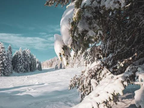 Close up of a snow laden pine tree branch Stock Photos