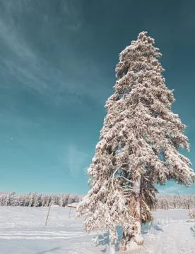 Close up of a snow laden pine tree branch Stock Photos