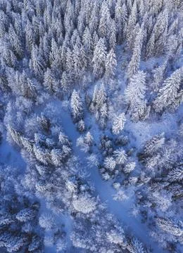 Close up of a snow laden pine tree branch Stock Photos