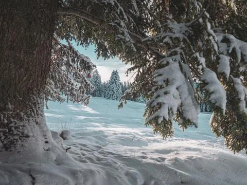 Close up of a snow laden pine tree branch Stock Photos